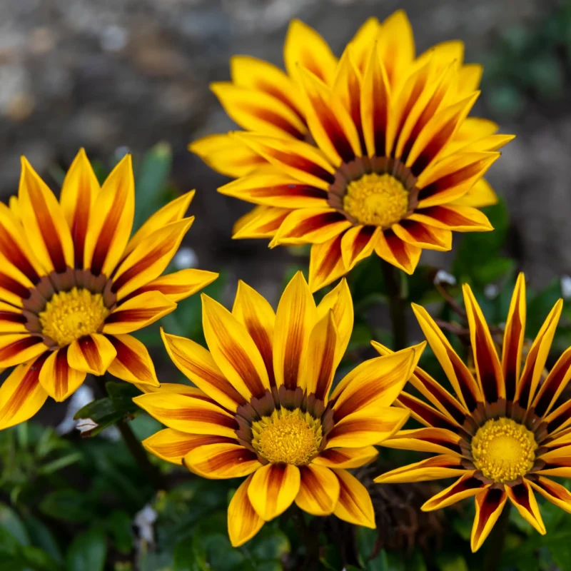 Gazania